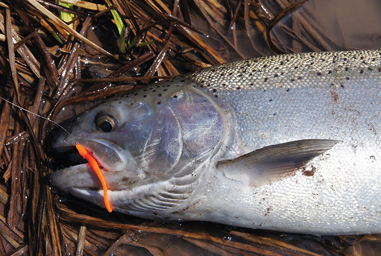 Trout Worms LOADED w/ scent (great for Steelhead too)