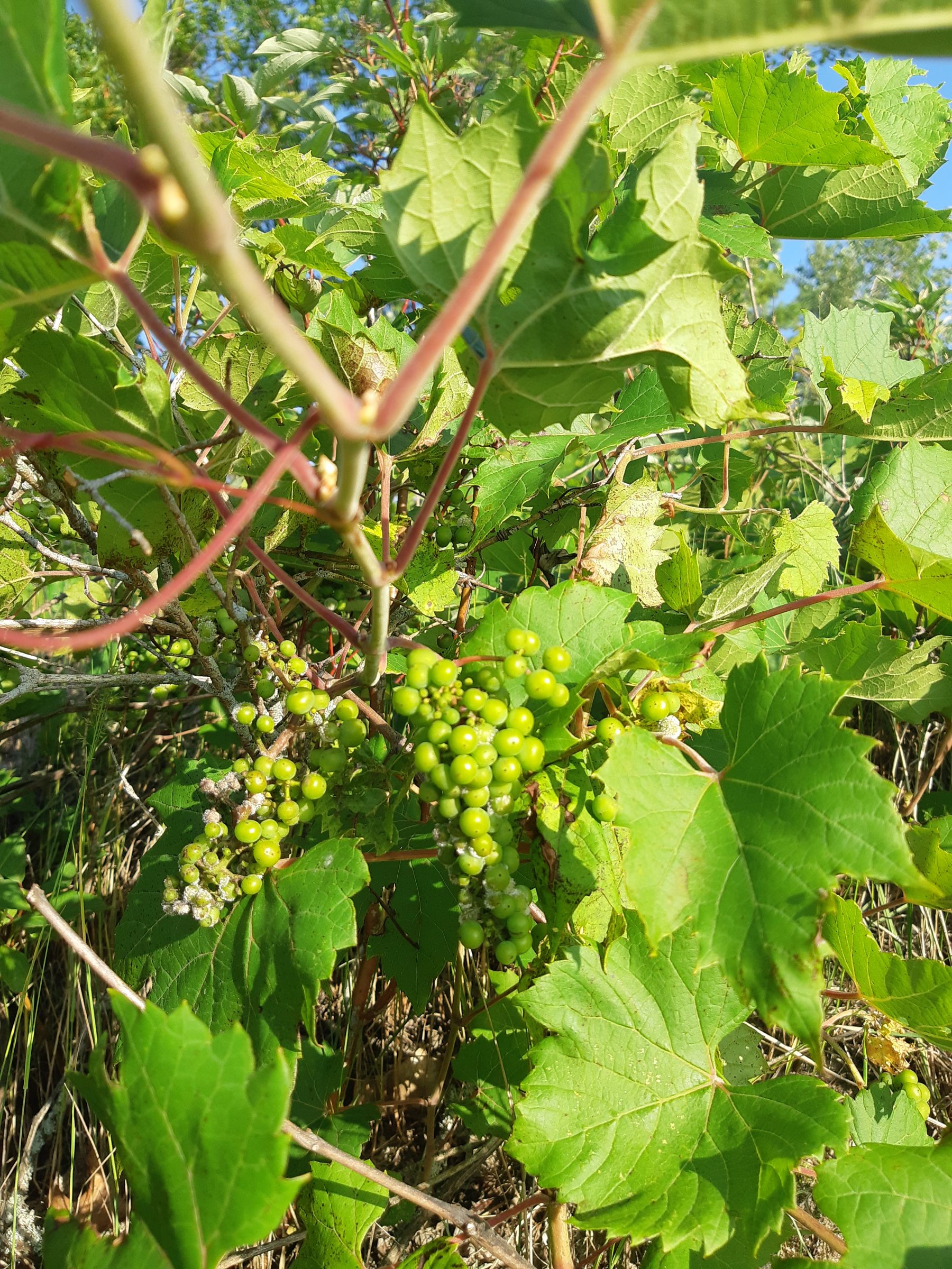 Wild Grapes