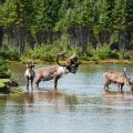 caribou grazing in a river