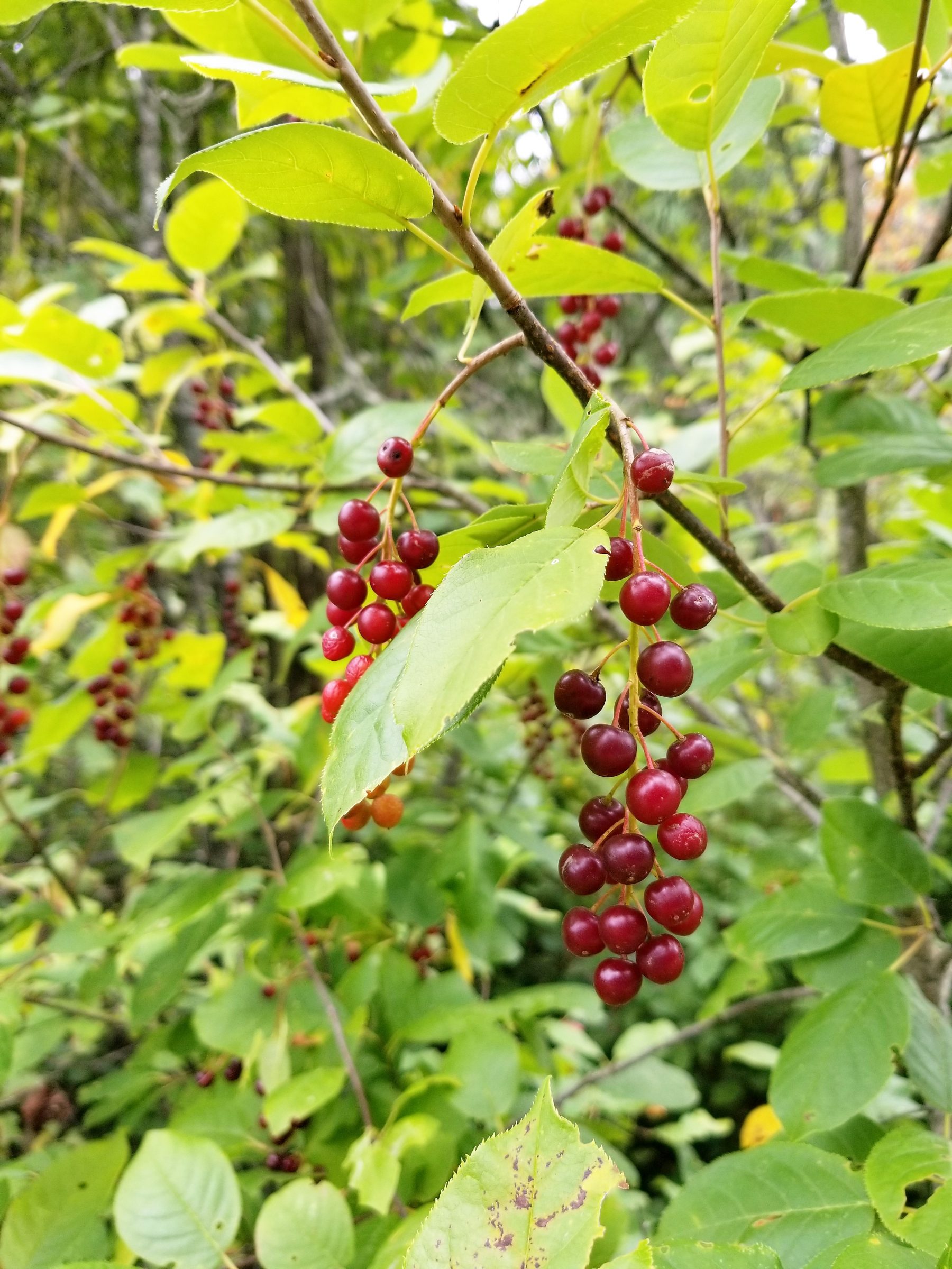 Chokecherry