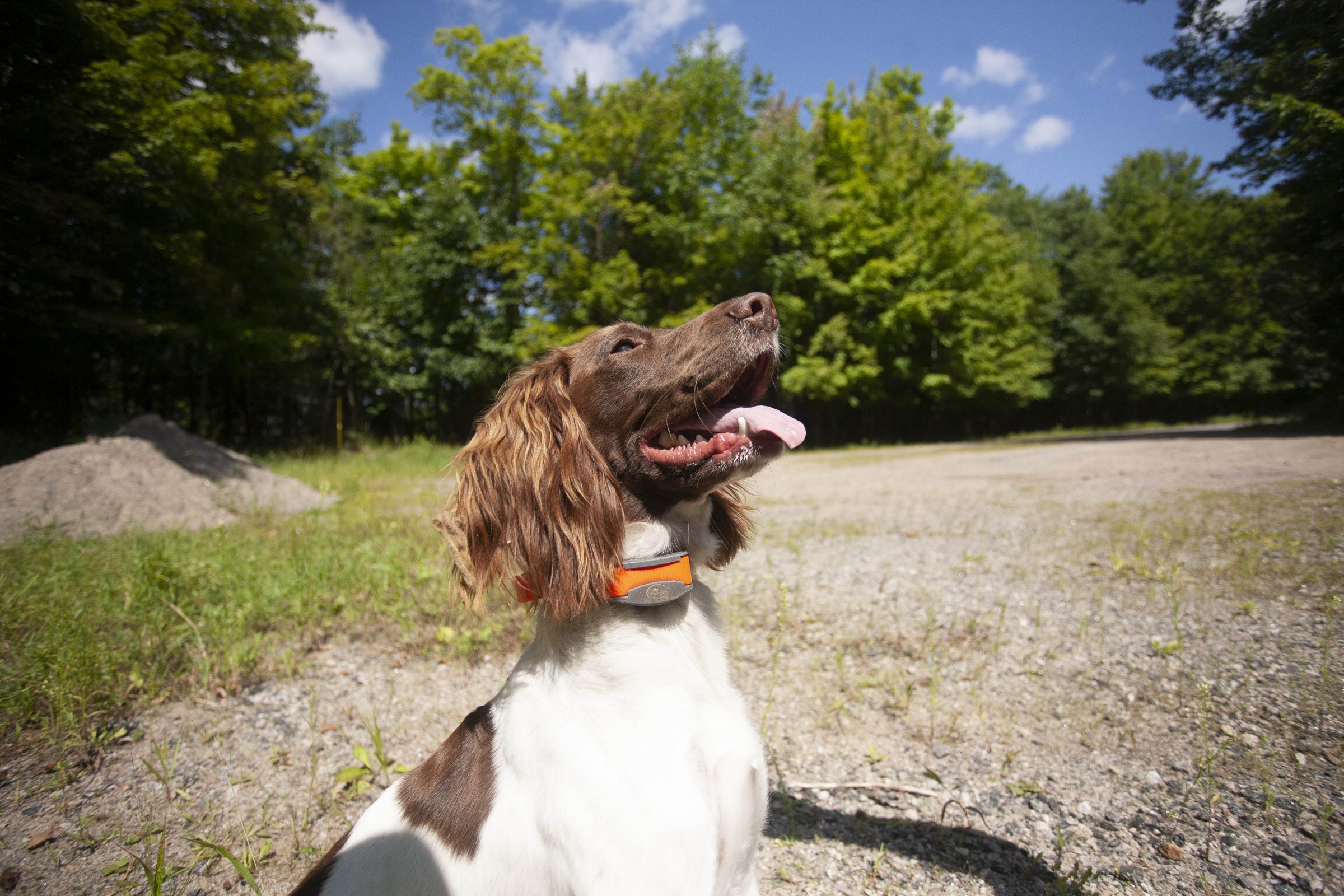 Dog With Trainer Collar