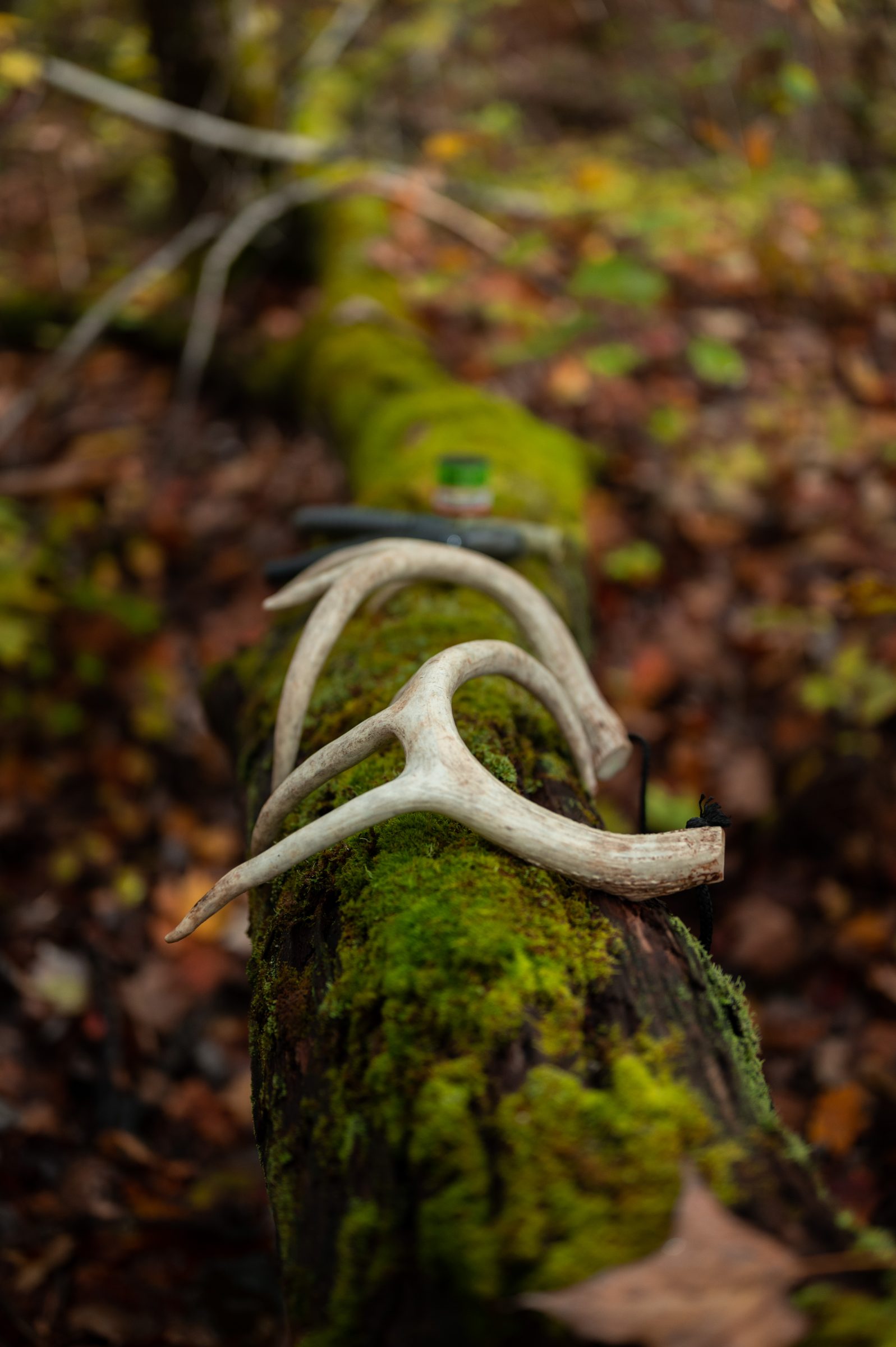 Deer Antlers for drawing whitetails