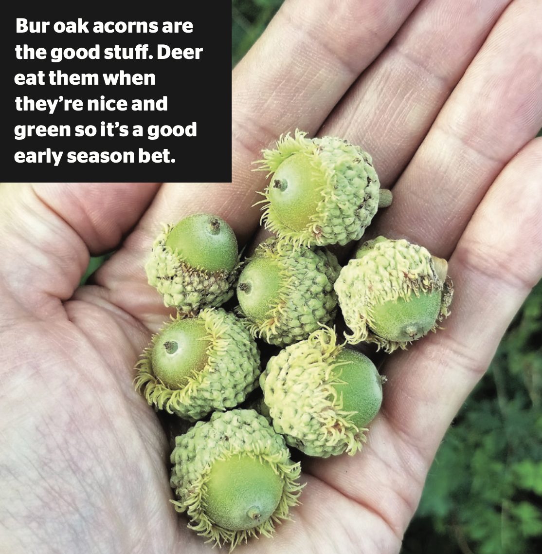 Bur Oak Acorns