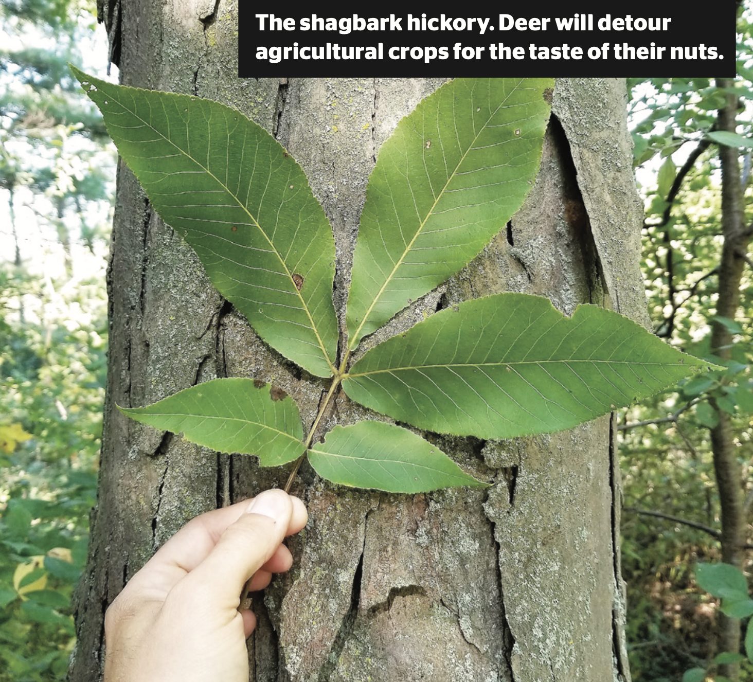 Shagbark Hickory