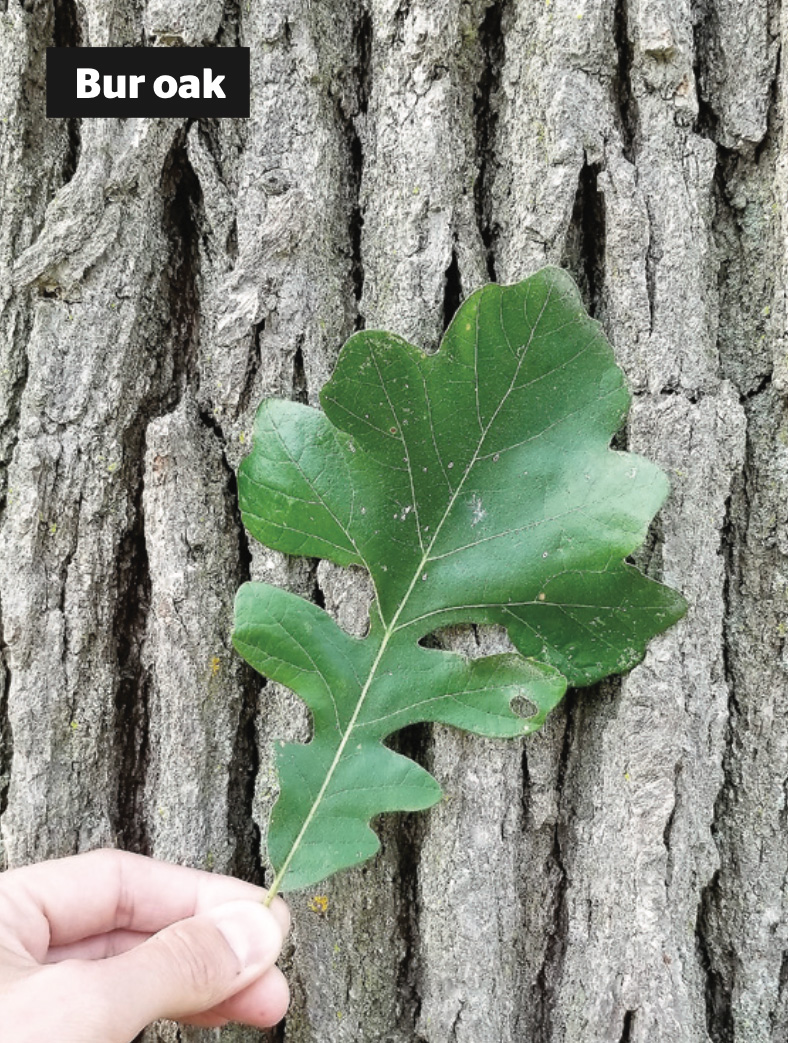 Bur Oak Leaf