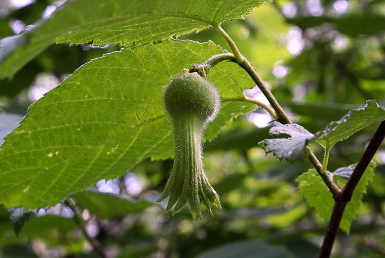 Beaked Hazelnut