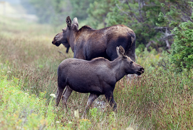 A Moose Cow And Calf