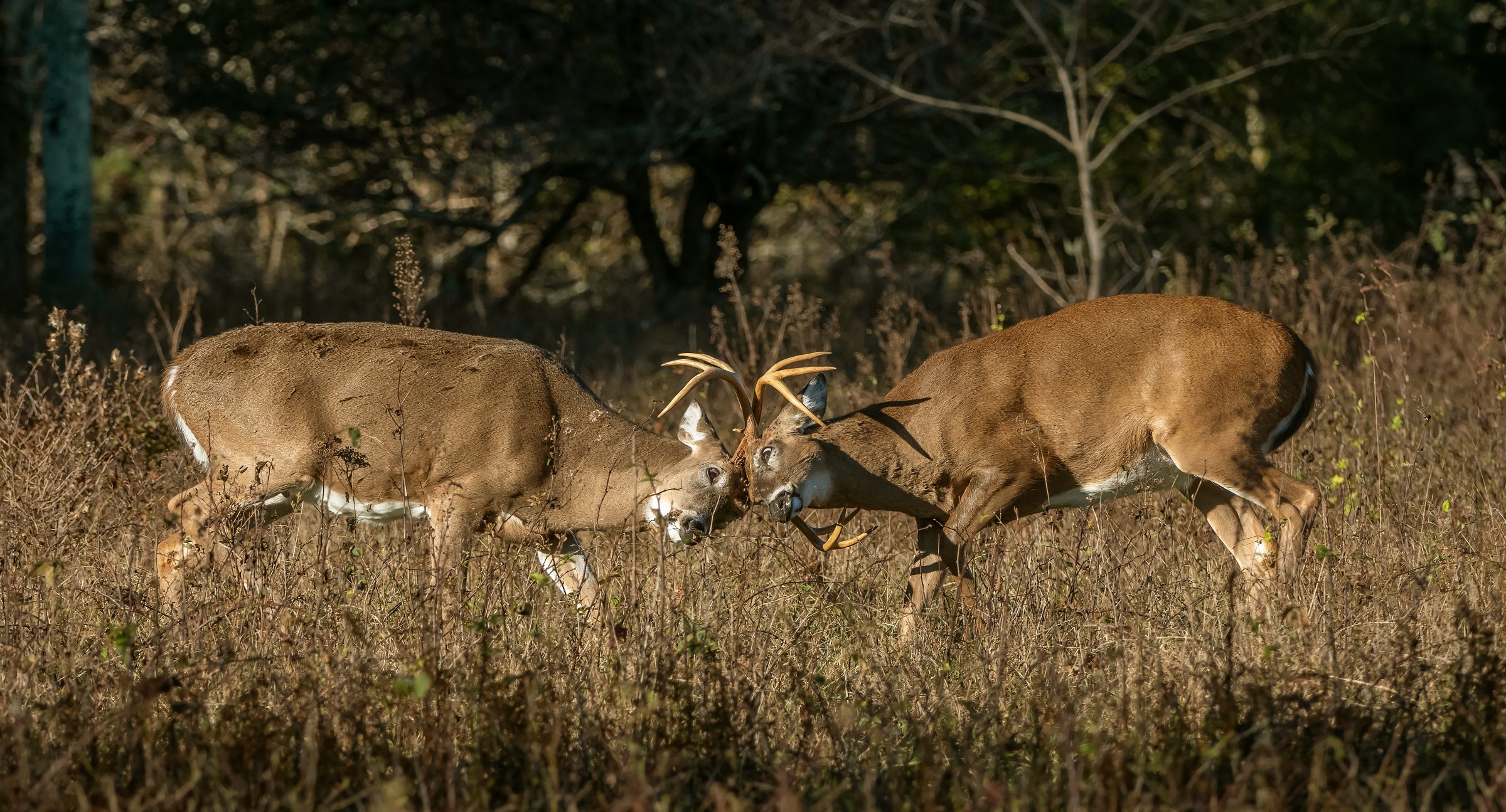 Deer Fight