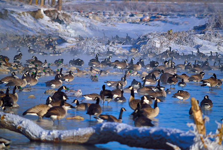 Season's End Waterfowl