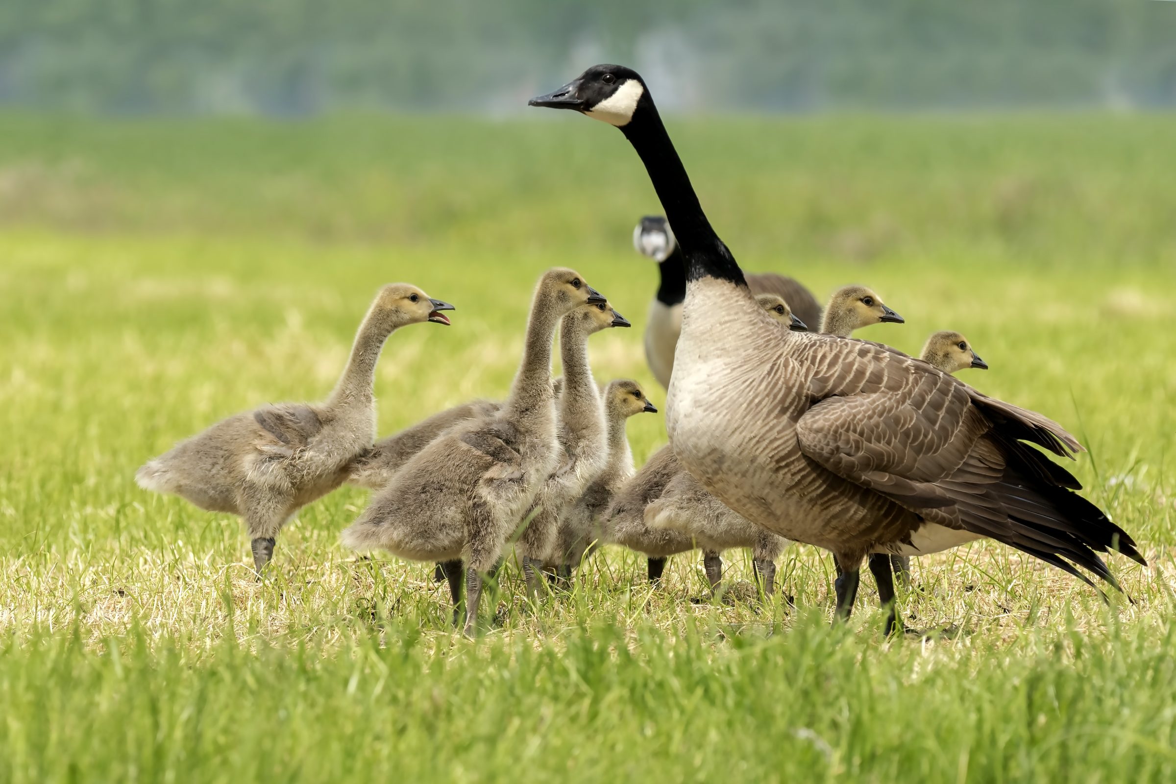 Canada Geese