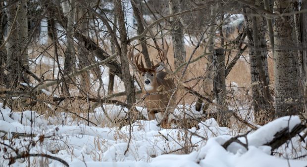 Deer In Snow