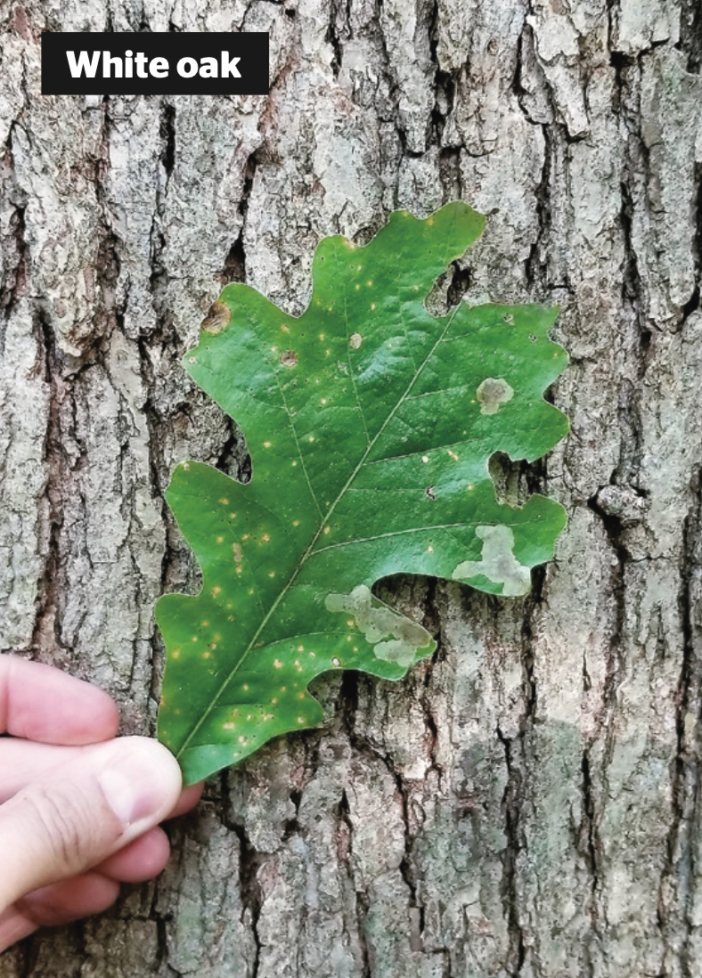 White Oak Leaf