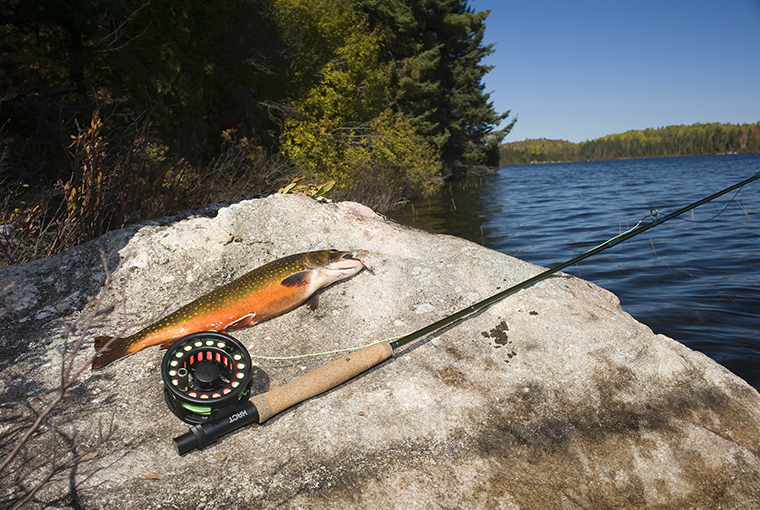 US bait fish issues could affect Great Lakes - Ontario OUT of DOORS