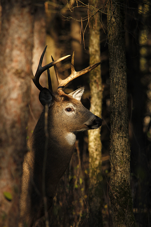 a buck in the shadows