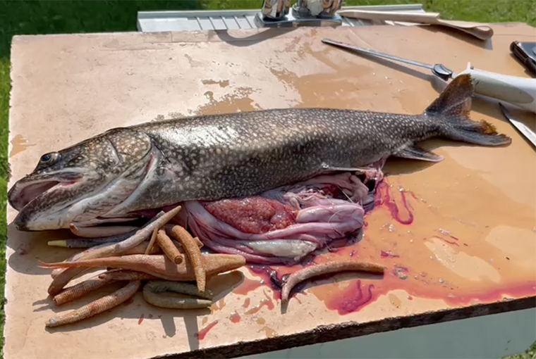 Blue-bellied fish is a surprise catch