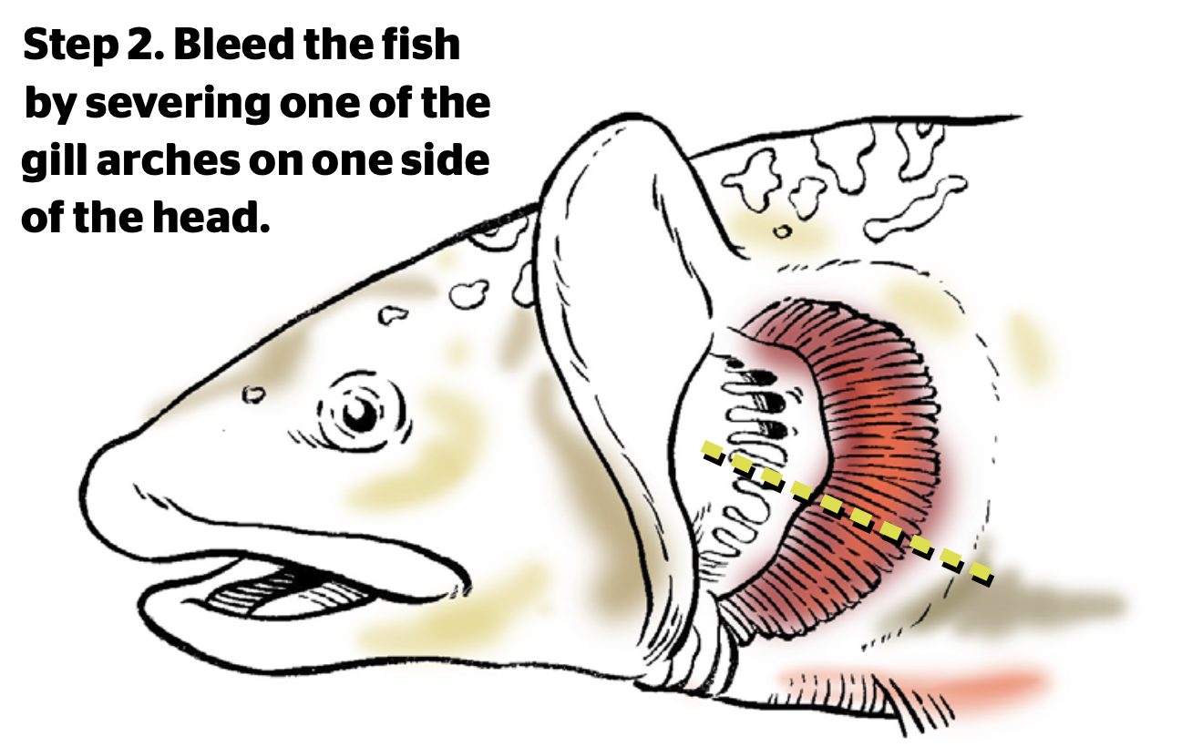 Why Smaller Fish Taste Better