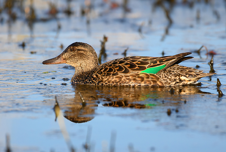 waterfowl on the water 