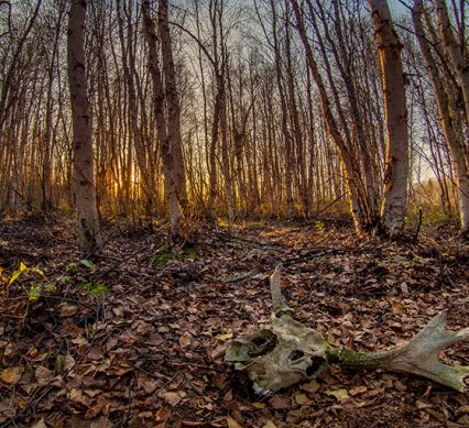 Animal Skull In Forest