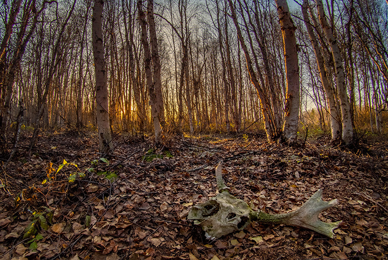 Animal Skull In Forest