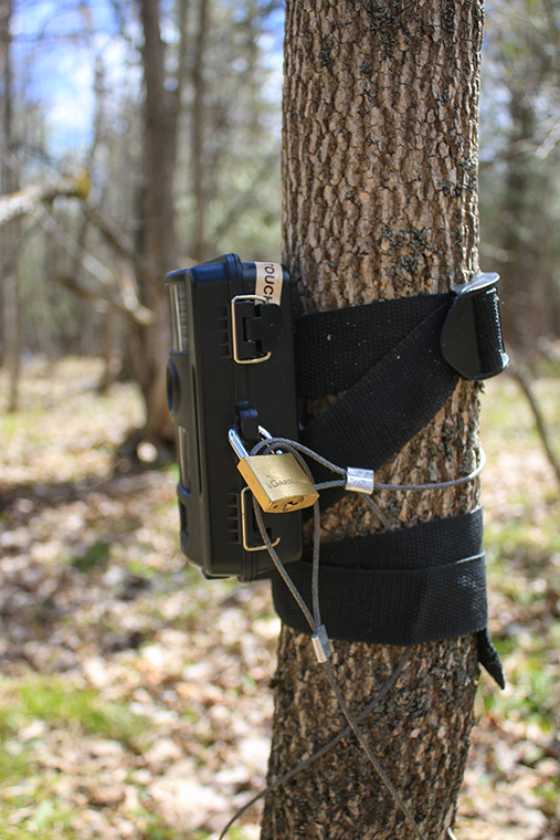 a trail camera wrapped and locked with a padlock