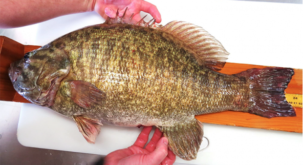 a large bass weighed on a table