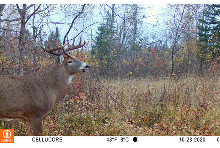 Bushnell buck on trail camera