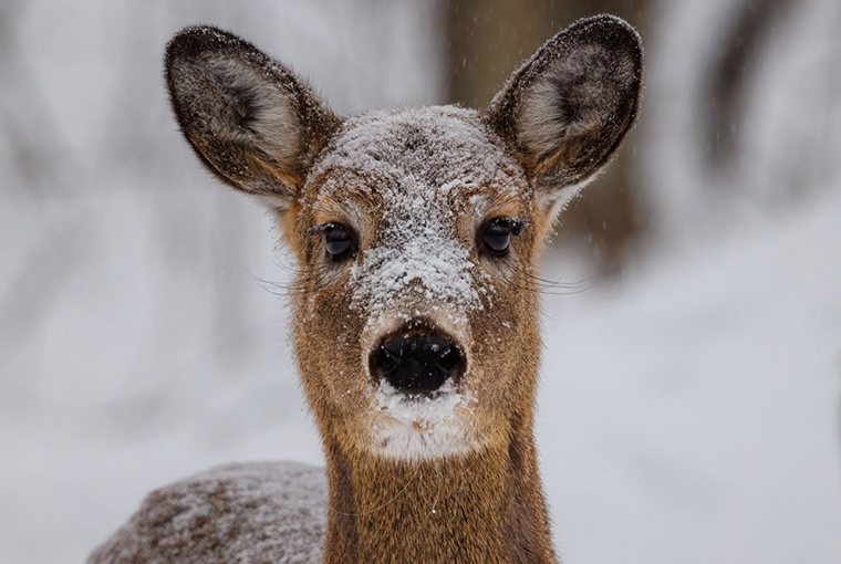 a snowy doe deer