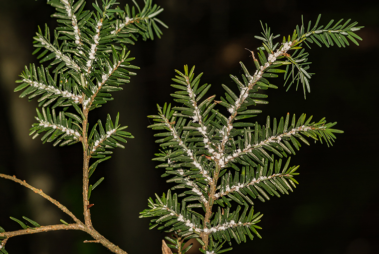 Hemlock woolly adelgid 