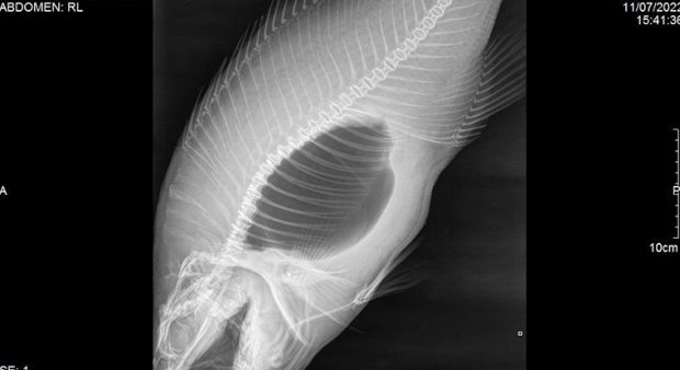 an x-ray of record-breaking smallmouth
