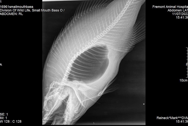 an x-ray of record-breaking smallmouth