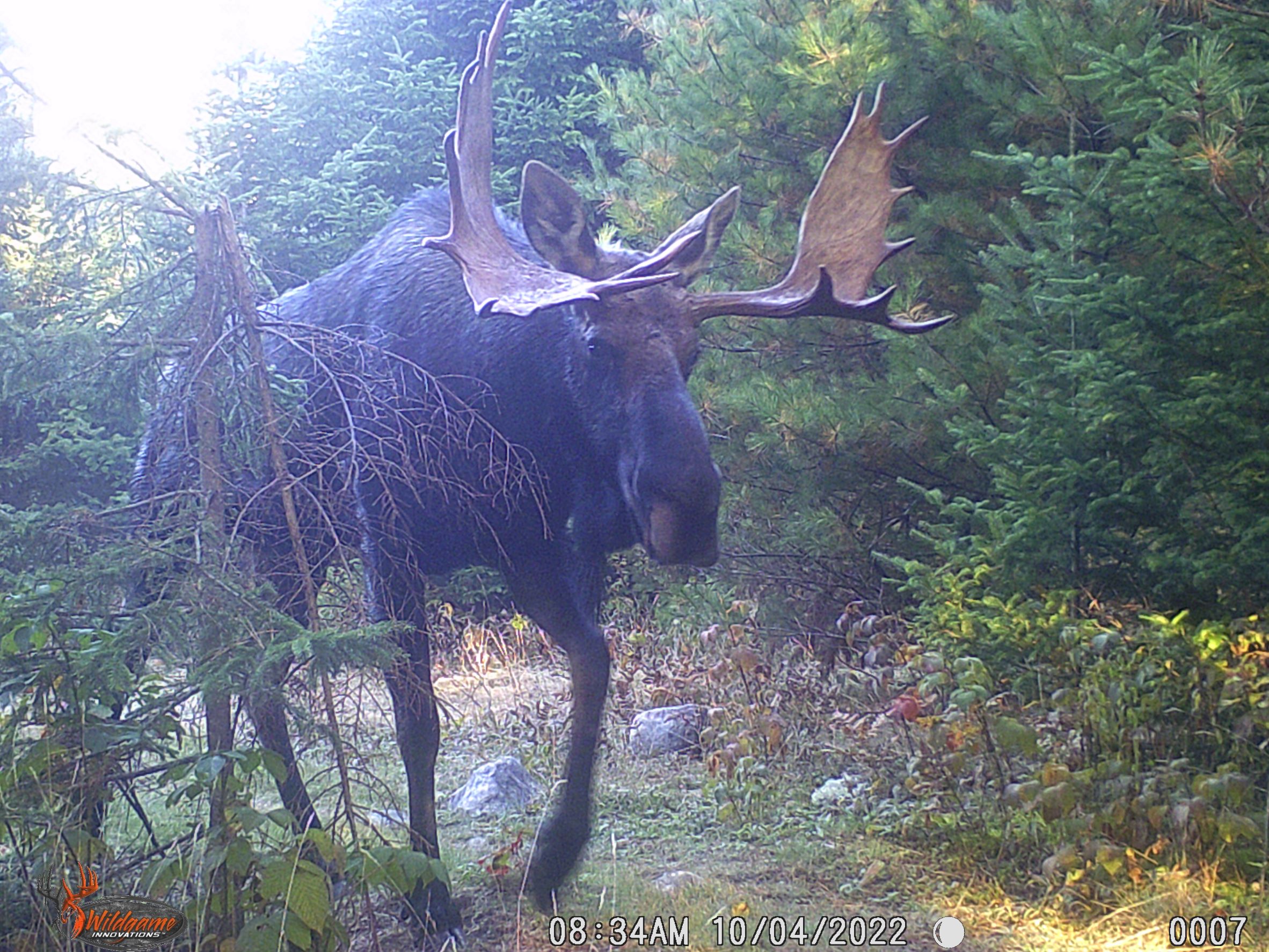 a moose emerges from bush