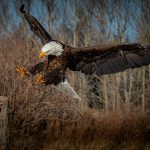 Eric O'Connor of Vineland took this gorgeous photo of a bald eagle as it was coming in for a landing.