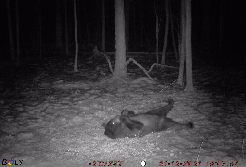 a night bear snacking