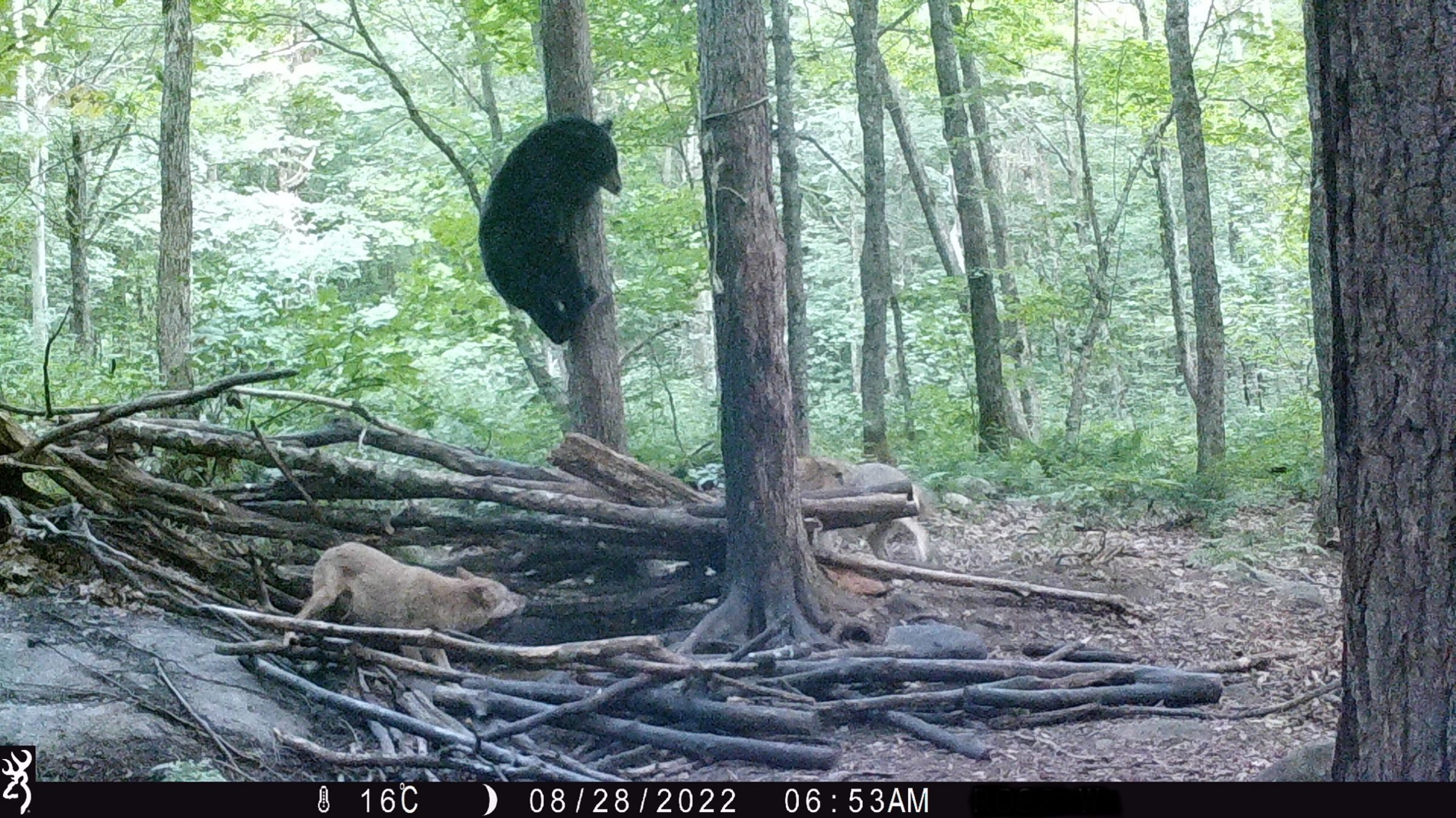 a bear eluding coyotes