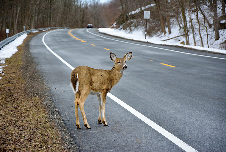 whitetail by a roadway