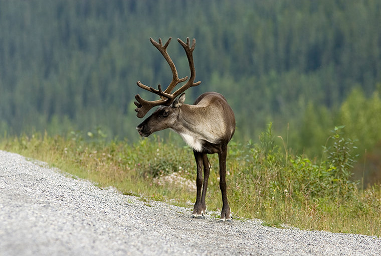 caribou on the roadside