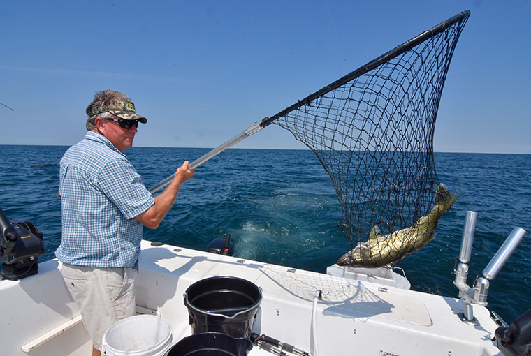 Lake Erie walleye