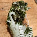 Richard Fillmore of Hamilton found this cool mossy deer skull while rabbit hunting in Rockton.