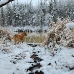 Samantha Hardy of Sombra shows four-legged pal Clyde by the Sydenham River on a still, snowy day.