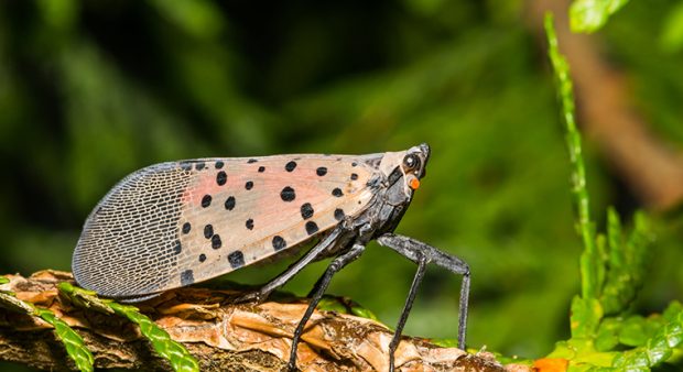 spotted lanternfly