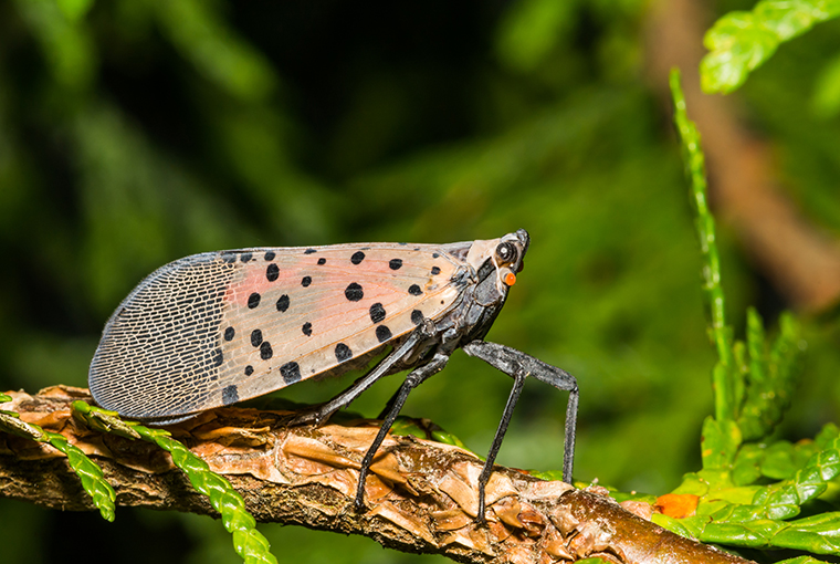 spotted lanternfly