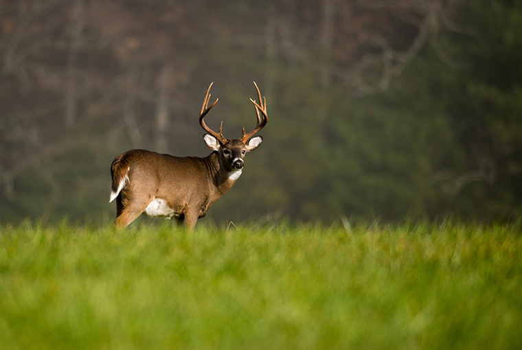 funding to track deer in a field