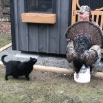 Rob Clifford from Severn was photobombed by curious cat Tazzy while taking a picture with a spring turkey.