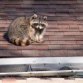 raccoon