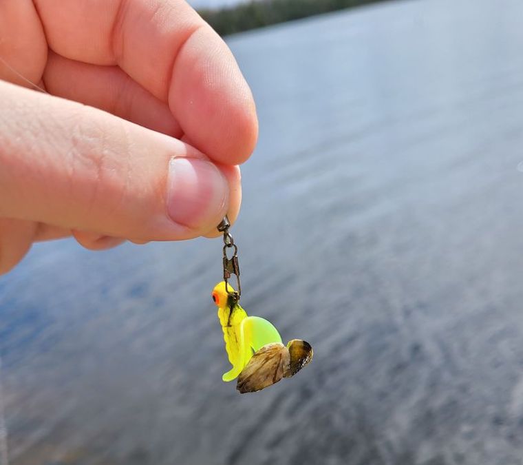 Zebra mussel caught hitching ride - Ontario OUT of DOORS