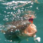 Alessandra Robson of Dunnville captured this still on a GoPro Underwater of a walleye coming in on a worm harness.