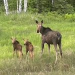 Brock Martin of Red Lake captured this endearing shot of a cow and her twins in northwestern Ontario.