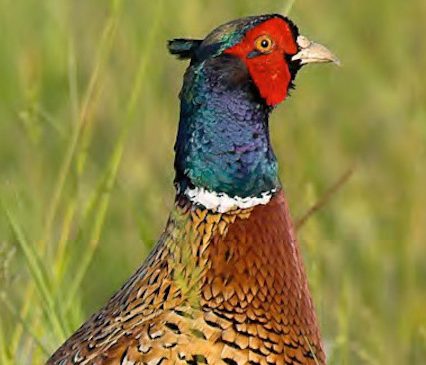 pheasant