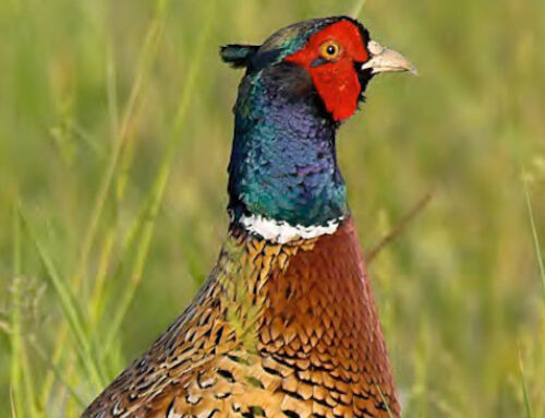 Pheasant hunt returning to Conestogo