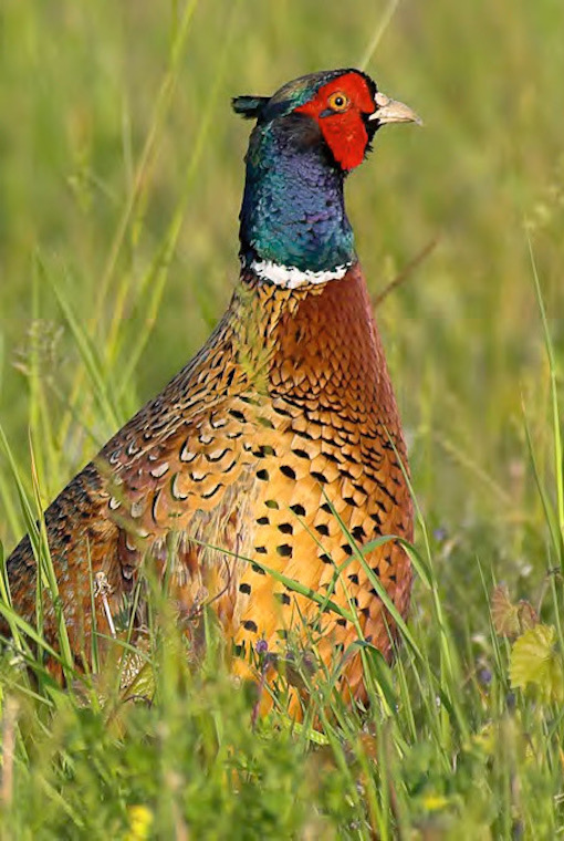 pheasant